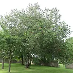 Panzió Le Manoir De Placy - D'hotes Clécy