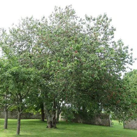 Bed & Breakfast Le Manoir De Placy - D'hotes Clécy