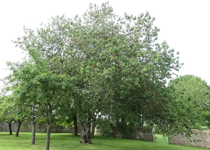Bed & Breakfast Le Manoir De Placy - D'hotes Clécy